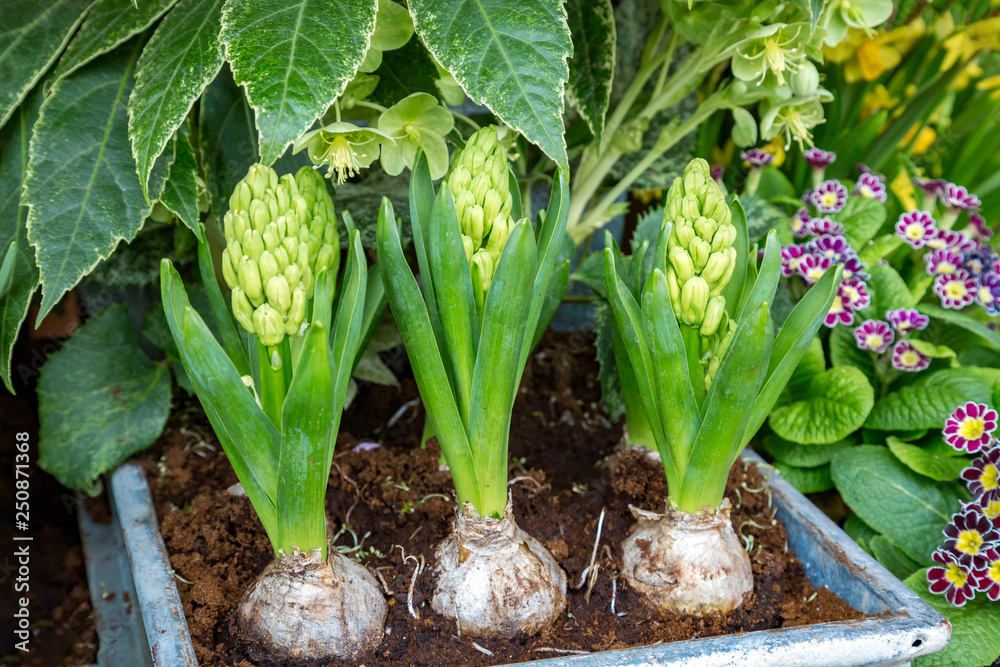 Fototapeta premium 3 heranwachsende, ungeöffnete Hyazinthen in einem Beet