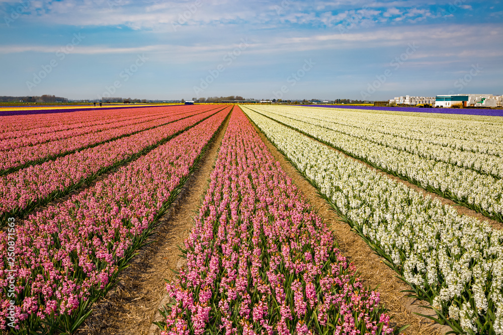 Blumenfeld in Holland mit weissen und rosa farbenen Hyazinthen