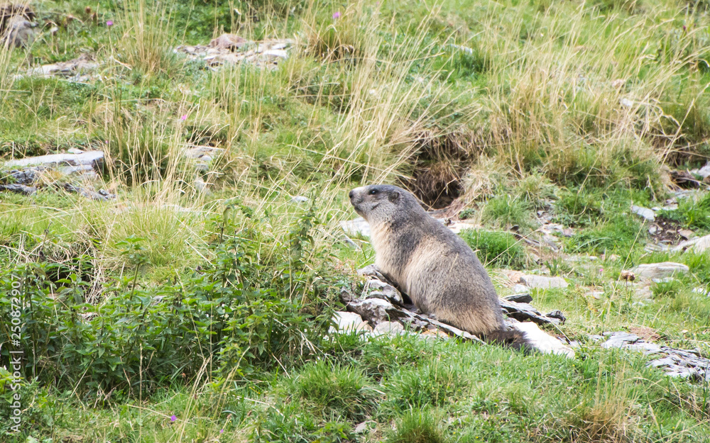 Marmotte au reveil Marmotte au reveil