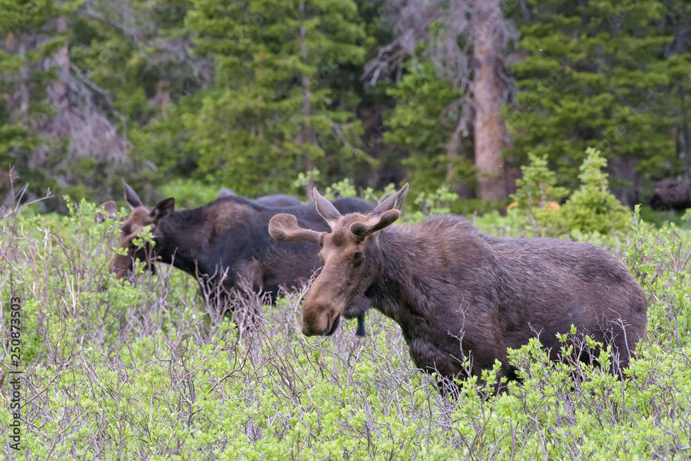 Shiras Moose in Colorado. Shiras are the smallest species of Moose in North America Shiras Moose in Colorado. Shiras are the smallest species of Moose in North America