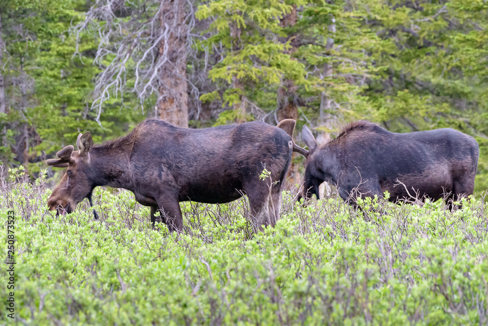 Shiras Moose in Colorado. Shiras are the smallest species of Moose in North America Shiras Moose in Colorado. Shiras are the smallest species of Moose in North America