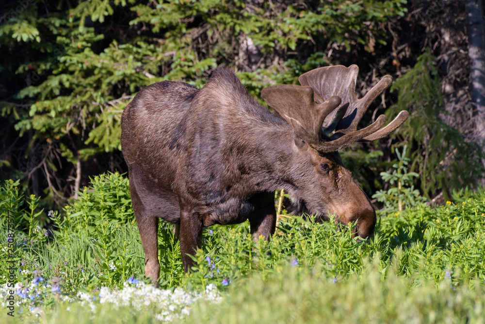 Fototapeta premium Shiras Moose in Colorado. Shiras are the smallest species of Moose in North America