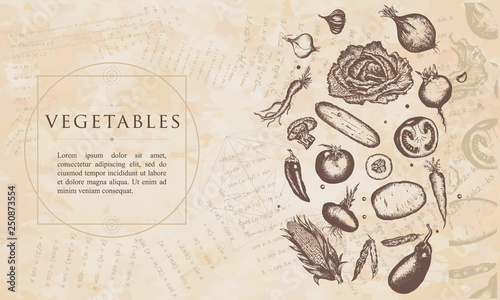 Vegetables. Renaissance background. Medieval manuscript, engraving art © intueri