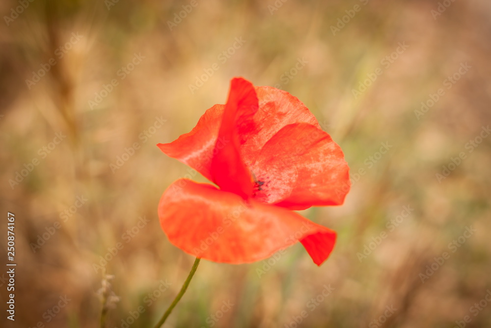 Fototapeta premium poppy