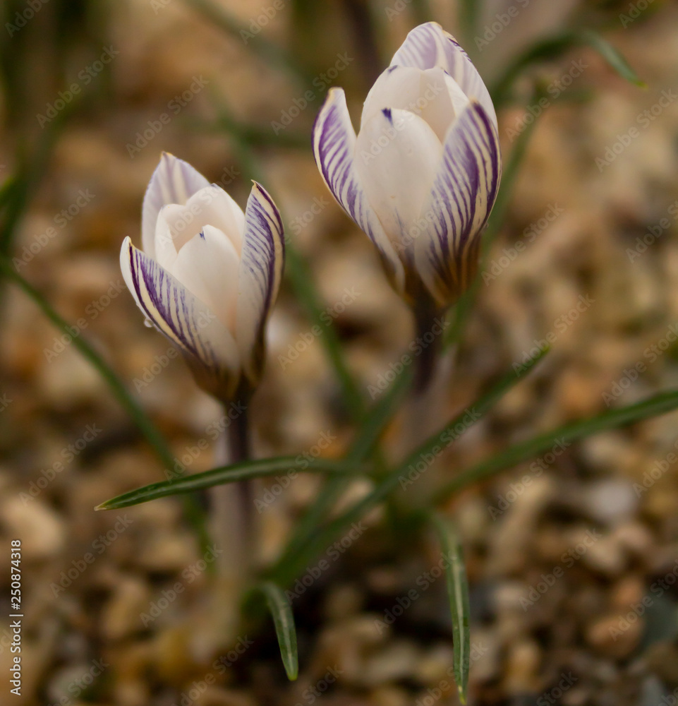 Fototapeta premium Crocus biflorus - Silvery Crocus