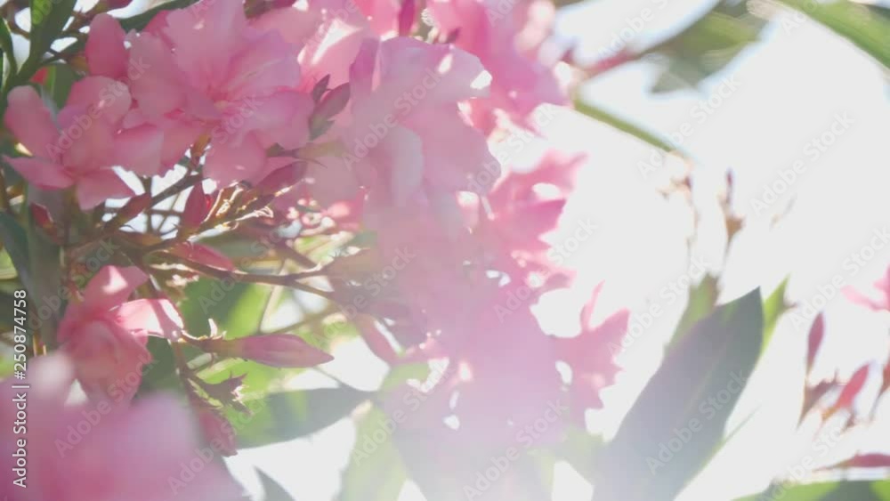 Pink flowers on the shrub with green leaves Pink flowers on the shrub with green leaves