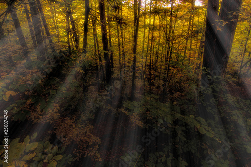 Fototapeta Naklejka Na Ścianę i Meble -  light beams in the forest