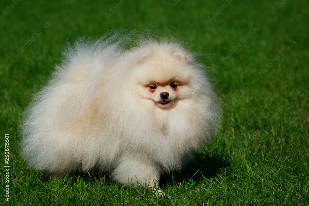 The dog breed pomeranian spitz The dog breed pomeranian spitz