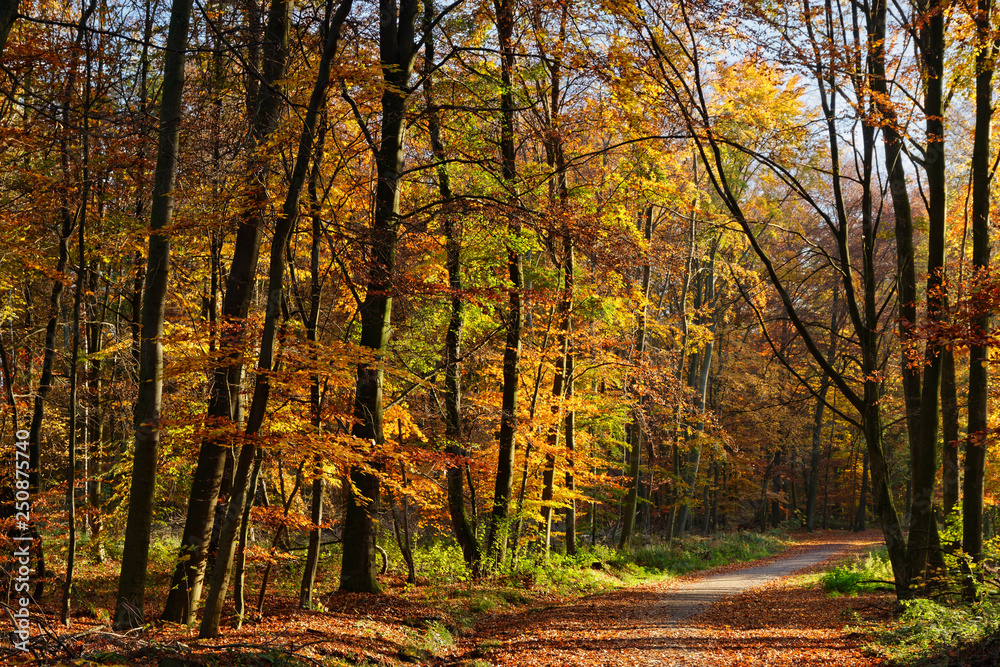 Herbstwald bei Ratingen, NRW, Deutschland