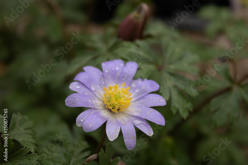 Anemone blanda - Dag Lalesi