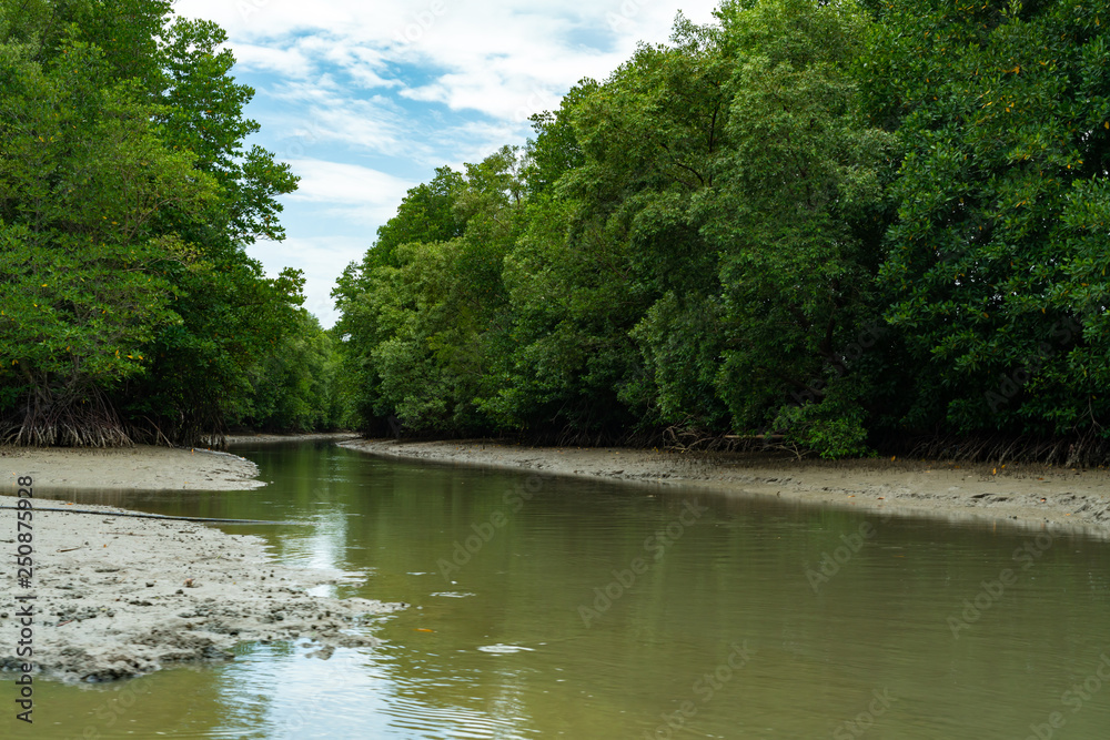 Mangrove forest, view from the water at a low tide period in Thailand. Mangrove forest, view from the water at a low tide period in Thailand.