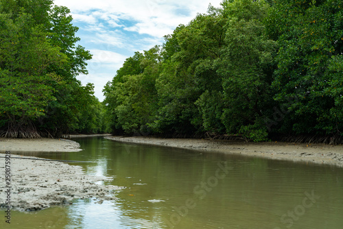 Mangrove forest  view from the water at a low tide period in Thailand.