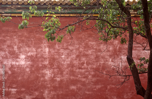 Forbidden City Wall and Tree