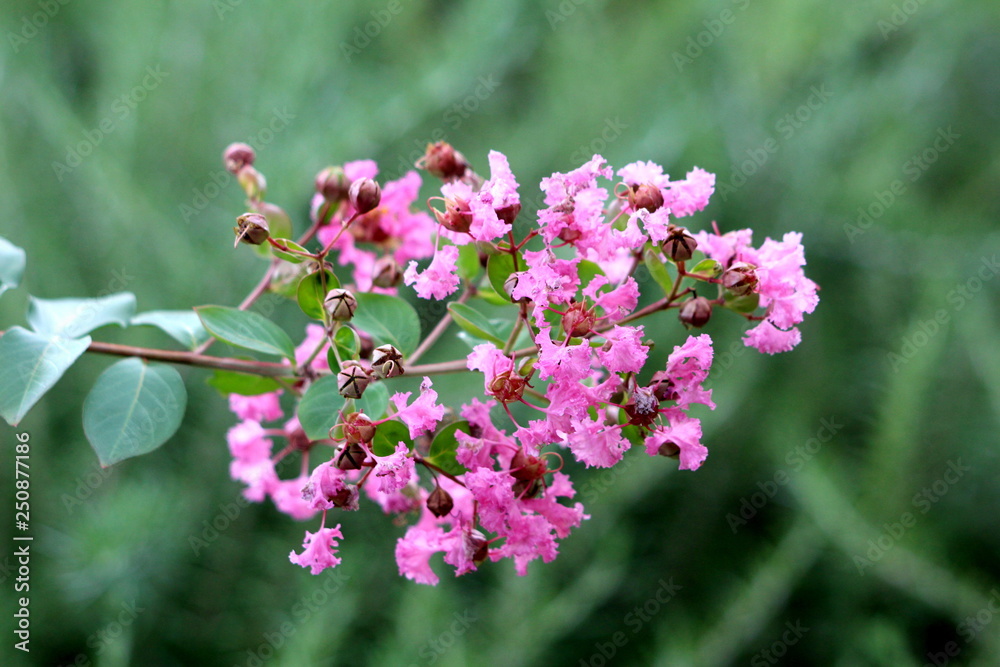 Crepe Myrtle or Lagerstroemia indica or Crape myrtle or Crepeflower deciduous tree plant branch with dark green leaves containing bronze edges and closed flower buds mixed with fully open blooming lig Crepe Myrtle or Lagerstroemia indica or Crape myrtle or Crepeflower deciduous tree plant branch with dark green leaves containing bronze edges and closed flower buds mixed with fully open blooming lig