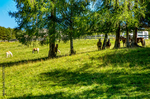 Horses in the pasture