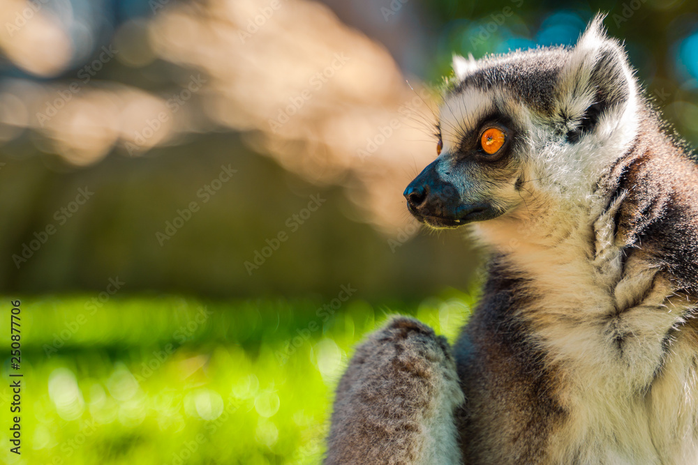 Fototapeta premium Ring tailed Maki Catta lemur with big orange eyes. Madagascar lemur.