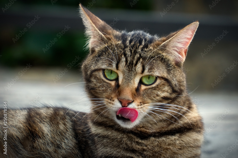 Brown striped cat licking itself while staring right at the camera lens with its green eyes