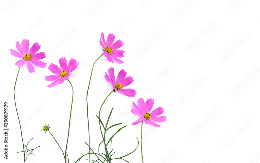 Pink flowers cosmos on a white background with space for text. Top view, flat lay Pink flowers cosmos on a white background with space for text. Top view, flat lay