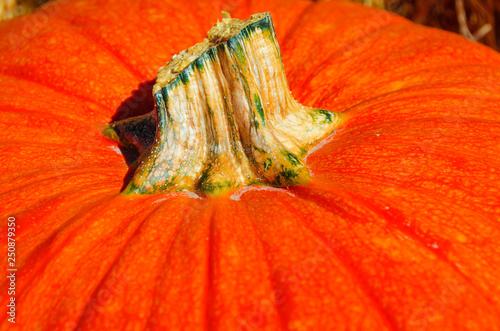 Instense Fall Color Pumpkin Close Up photo