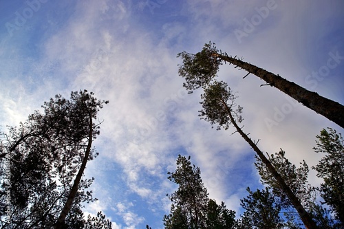 Fototapeta Naklejka Na Ścianę i Meble -  niebo, drzew