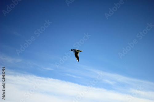 Gliding gull in blue sky Single wild gull flying alone in beautiful blue sky in bright sunlight