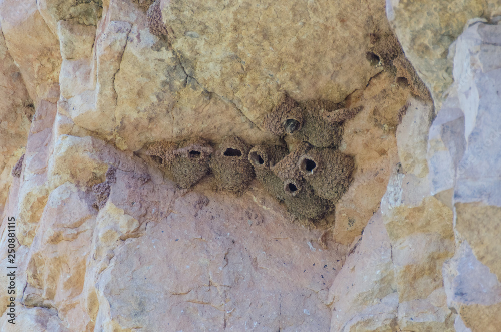 Bird Nests on High Desert Cliff Face Bird Nests on High Desert Cliff Face