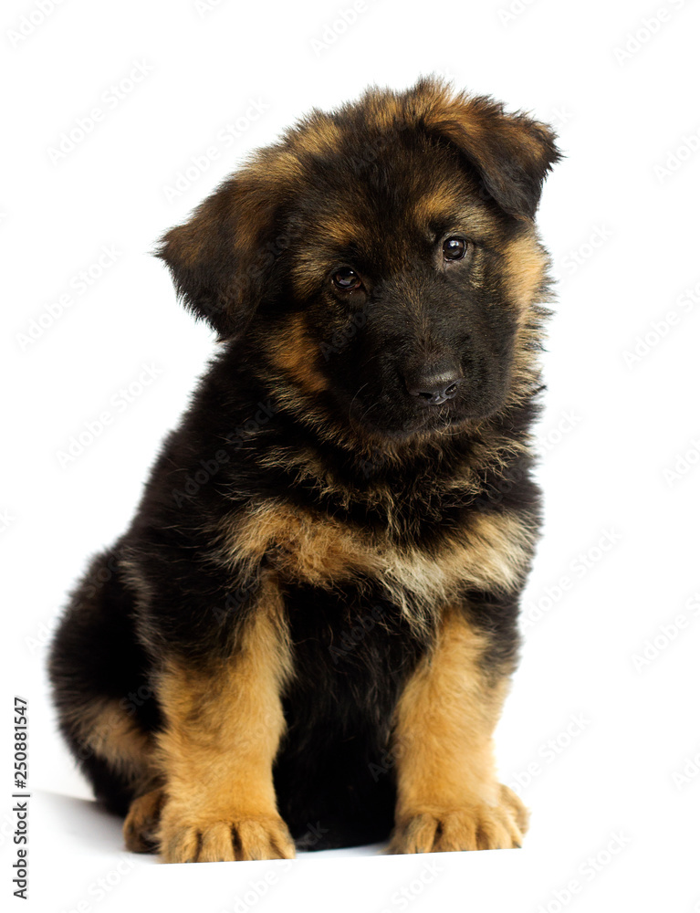 shepherd puppy isolated