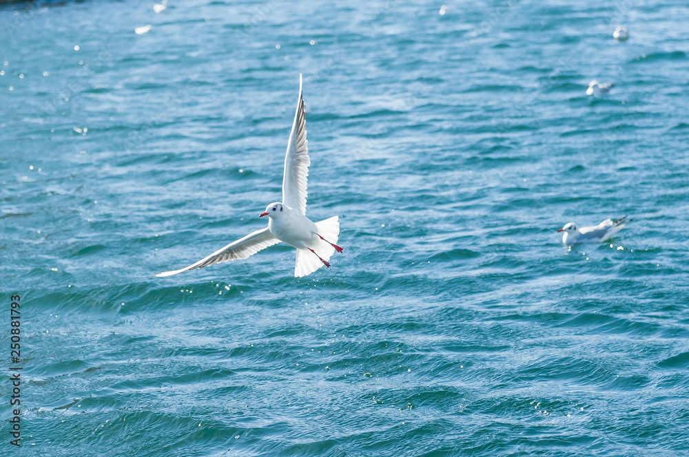 カモメ 海鳥