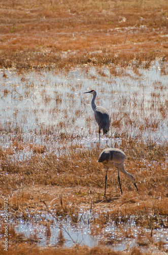 Quadro su tela Sandhill Cranes Feeding in Wetlands