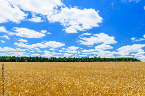 Field of the ripe yellow wheat under blue sky and clouds