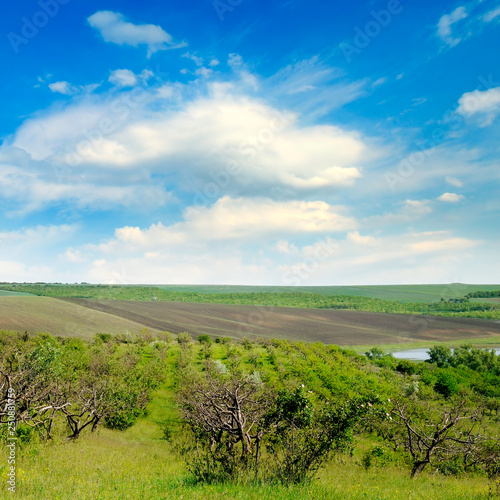 Orchard  agricultural land and blue cloudy sky.