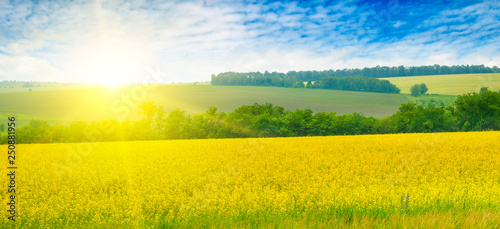 Blossoming rapeseed field leading to the beautiful sunset sky. Wide photo.