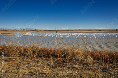 Fototapeta Naklejka Na Ścianę i Meble -  Many Birds On A High Desert Wetland