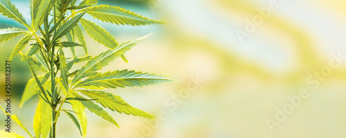 Cannabis commercial grow. Concept of herbal alternative medicine, CBD oil