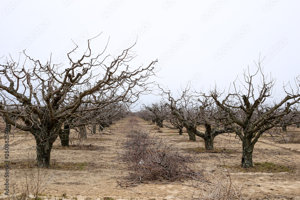 trees without leaves and branches in the garden trees without leaves and branches in the garden
