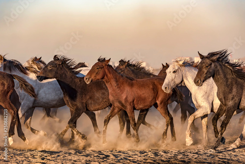 Fototapeta Naklejka Na Ścianę i Meble -  running for freedom, wild horses
