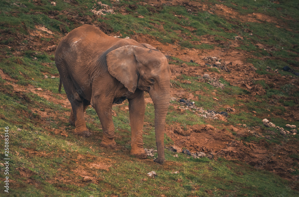 Obraz premium Nice portrait of an elephant. Animal