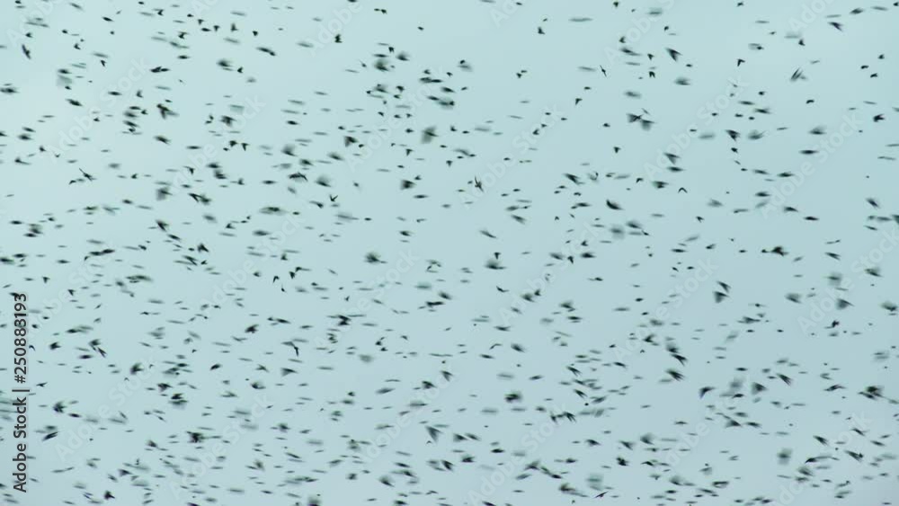 Amazing shot of thousands or millions of Birds flocking together and flying in formation. Some birds flying left and some birds flying right. Slow motion. Amazing shot of thousands or millions of Birds flocking together and flying in formation. Some birds flying left and some birds flying right. Slow motion.
