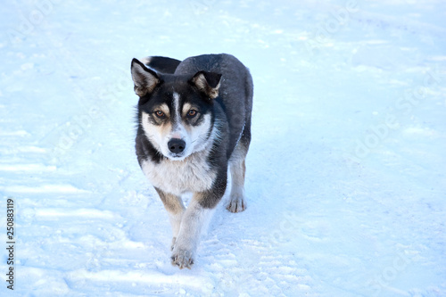 a small young Siberian dog husky runs forward guarding the farm in winter on a frosty clear day. copy space © Oleg Picolli