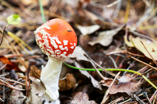 Red fly agaric (amanita muscaria) in the forest.