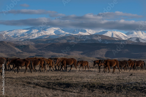 herd of horses grazing in mountains, wild horses