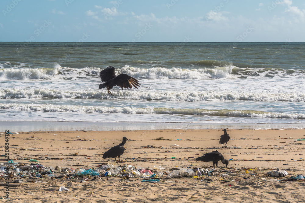 vultures on the beach