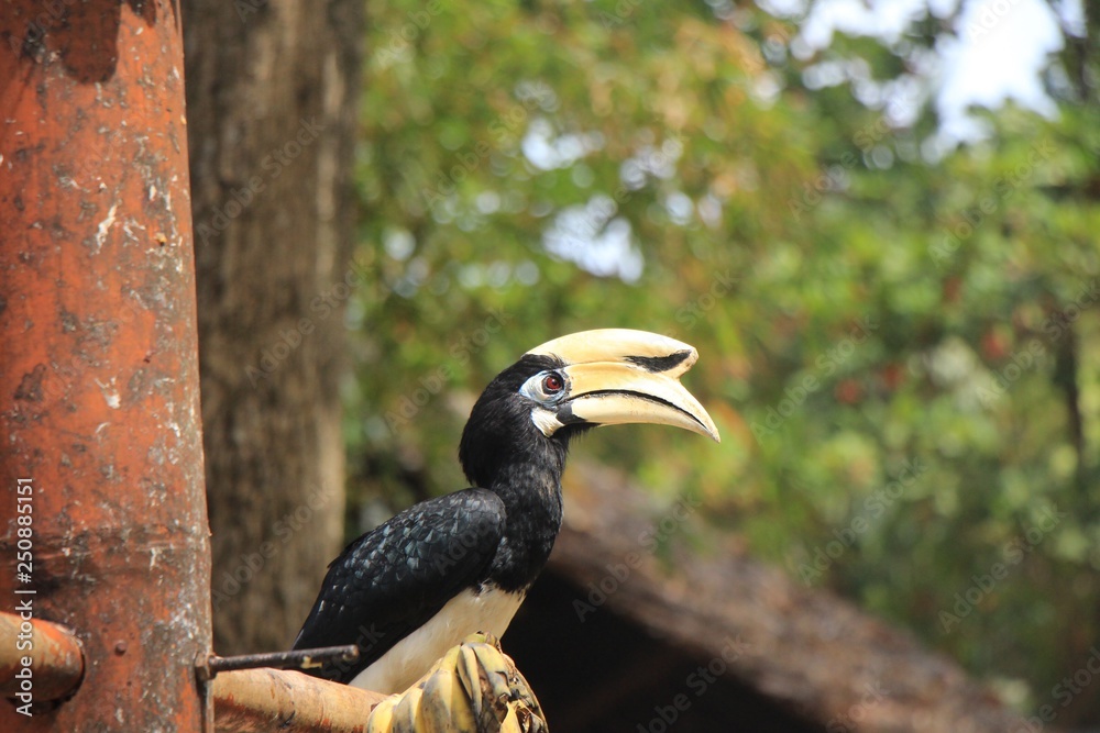 Hornbill nest on natural branches. Phuket,Thailand Hornbill nest on natural branches. Phuket,Thailand