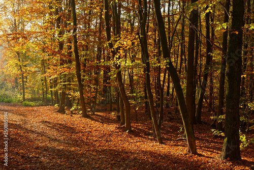 Herbstwald bei Ratingen, NRW, Deutschland