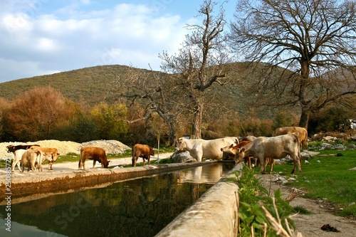 Cows drinking water © Konstantinos Moraiti