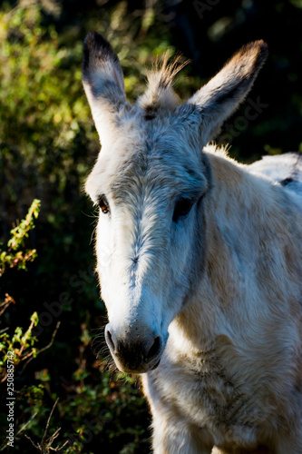 Donkey in the field on a sunny day © Antonio Sanchez