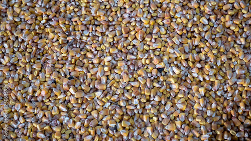 Corn is a big plan