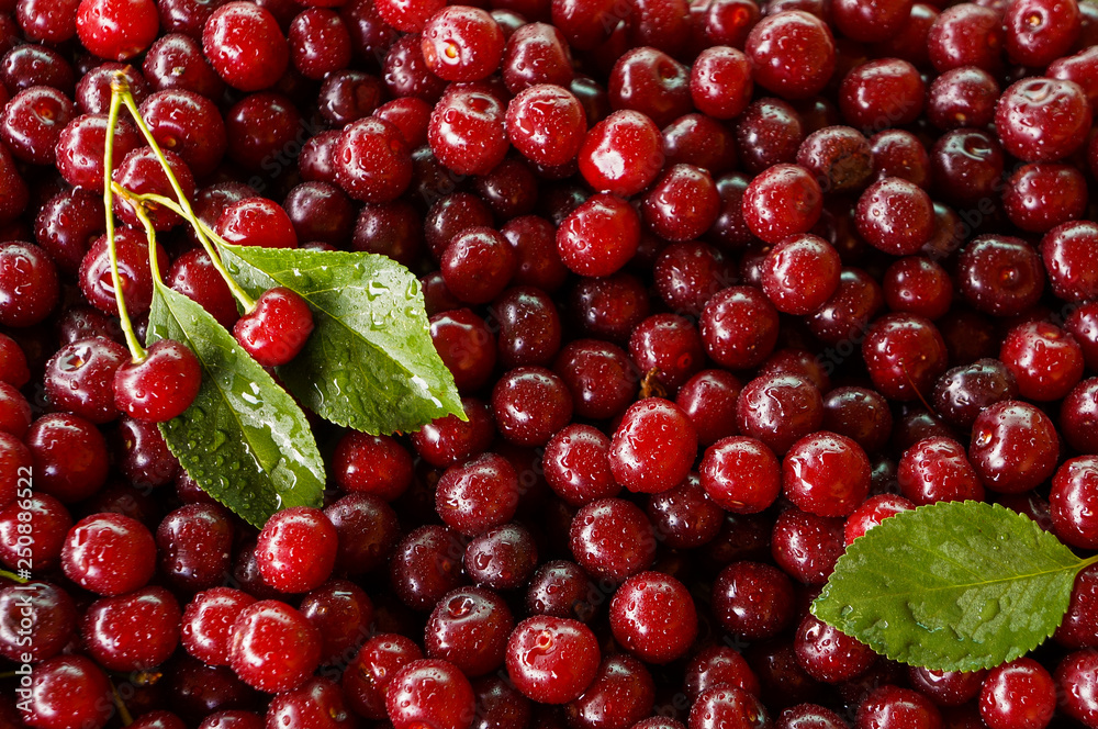 Ripe sweet cherry, harvest of cherry with a leaf Ripe sweet cherry, harvest of cherry with a leaf