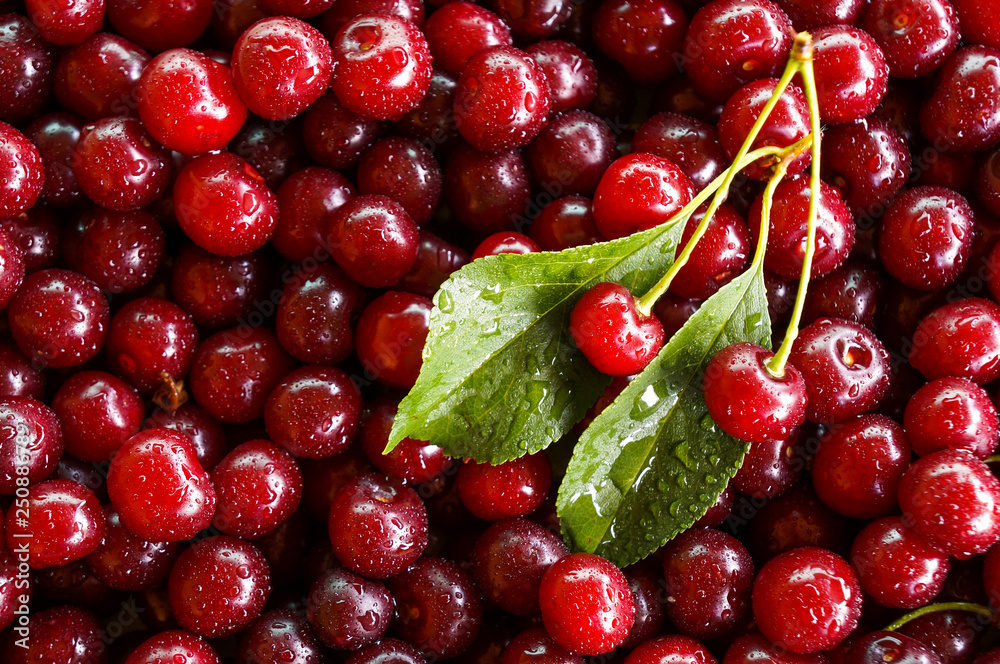 Ripe sweet cherry, harvest of cherry with a leaf Ripe sweet cherry, harvest of cherry with a leaf