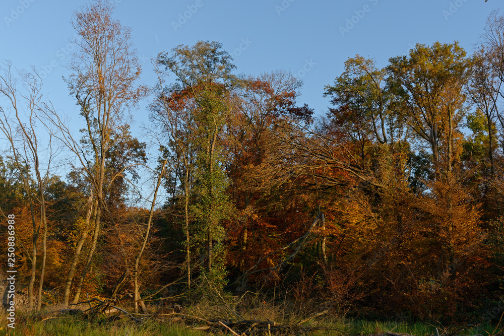 herbstlicher Laubwald bei Ratingen, NRW, Deutschland